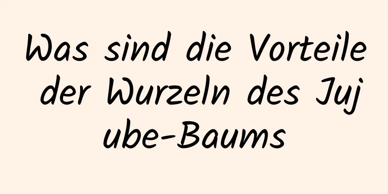 Was sind die Vorteile der Wurzeln des Jujube-Baums