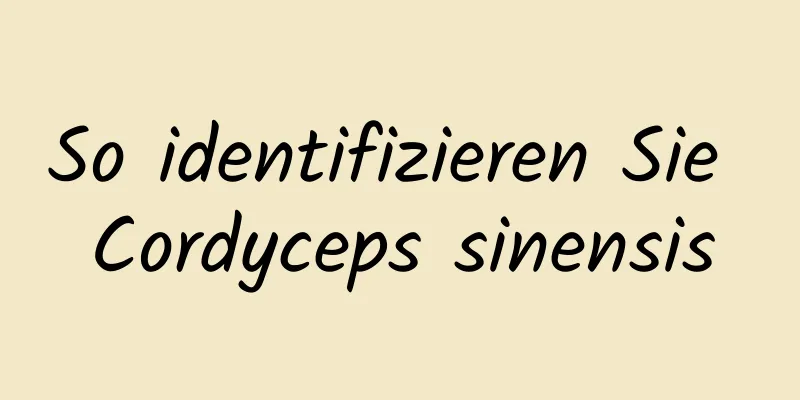 So identifizieren Sie Cordyceps sinensis