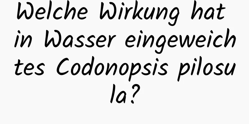 Welche Wirkung hat in Wasser eingeweichtes Codonopsis pilosula?