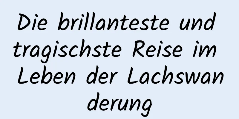 Die brillanteste und tragischste Reise im Leben der Lachswanderung