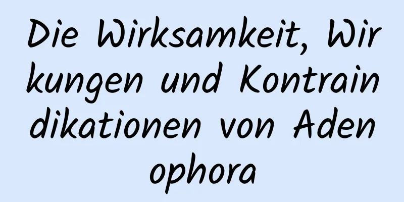 Die Wirksamkeit, Wirkungen und Kontraindikationen von Adenophora