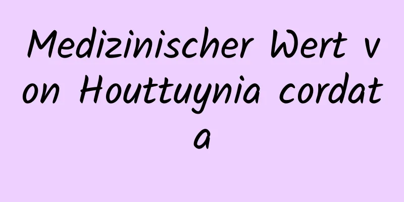 Medizinischer Wert von Houttuynia cordata