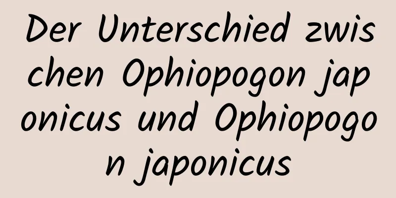 Der Unterschied zwischen Ophiopogon japonicus und Ophiopogon japonicus