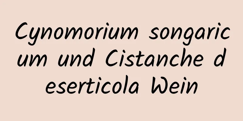 Cynomorium songaricum und Cistanche deserticola Wein