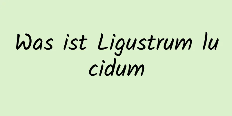 Was ist Ligustrum lucidum