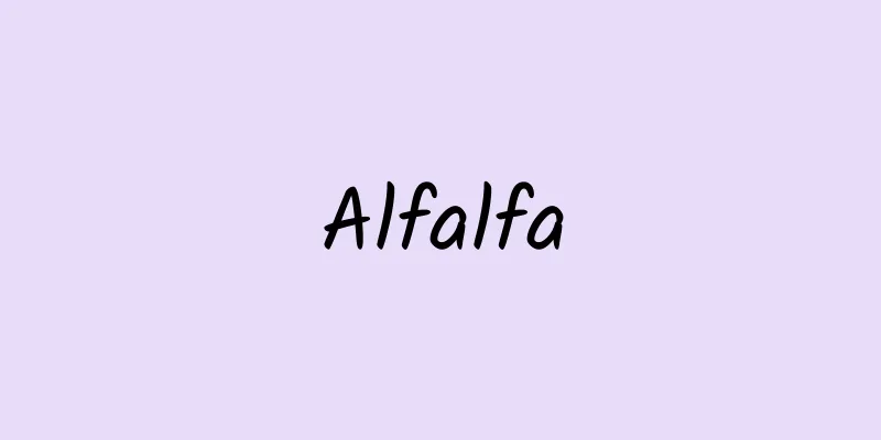 Alfalfa