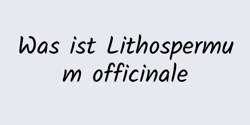 Was ist Lithospermum officinale