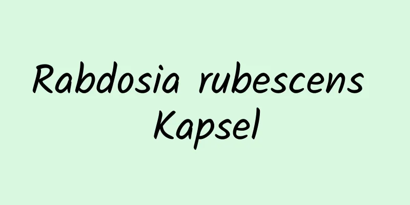 Rabdosia rubescens Kapsel